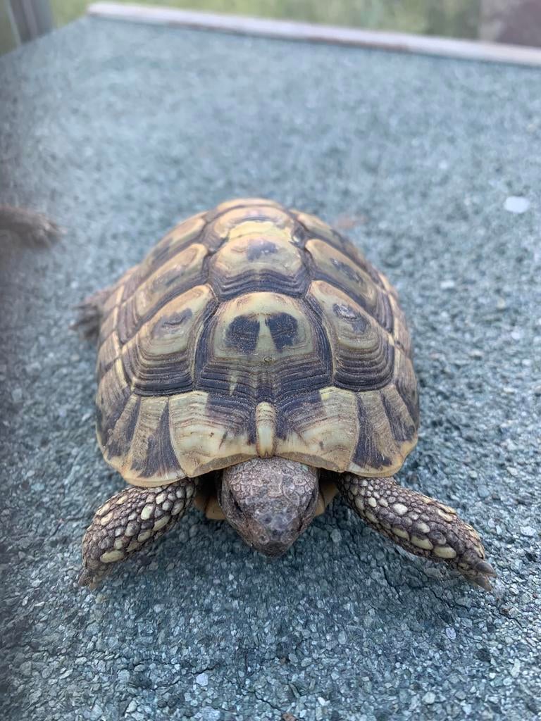 Griekse landschildpad MAN-Testudo Hermanni Boetgerie, Schildpad