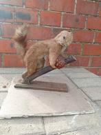 Opgzete eekoorn, Dieren en Toebehoren