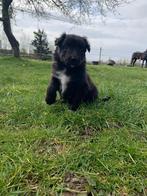 Puppy ter adoptie bordercollie/mechelseherder, Dieren en Toebehoren, Ophalen, Nieuw