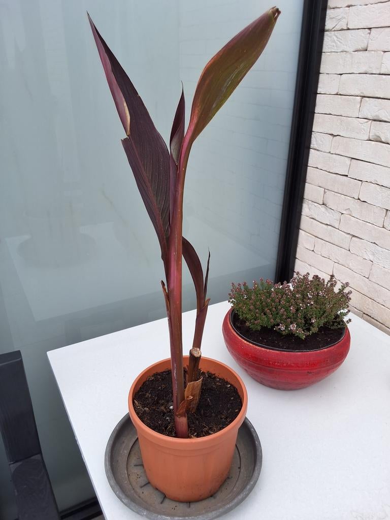 canna plant kleur bloem rood, Ophalen