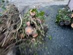 Gratis Brandhout, 3 tot 6 m³, Ophalen, Overige houtsoorten, Stammen