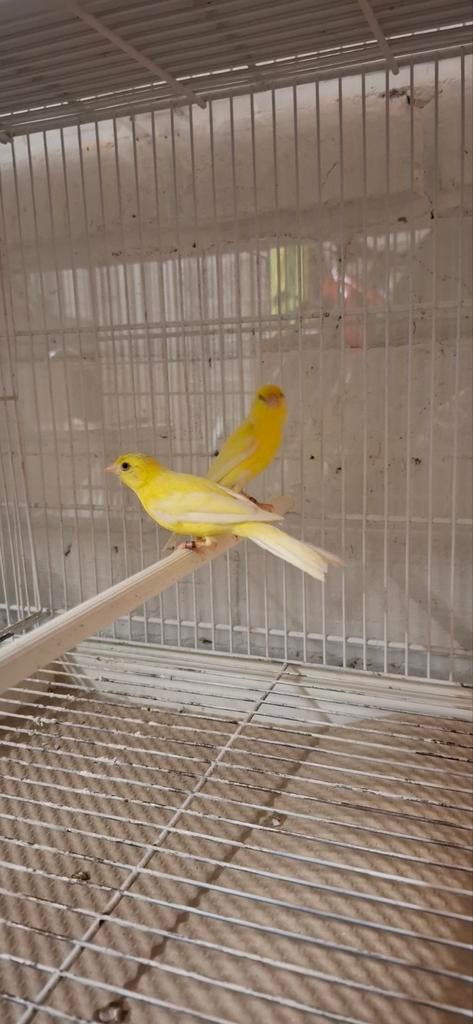 Couple Canaris raza, Animaux & Accessoires