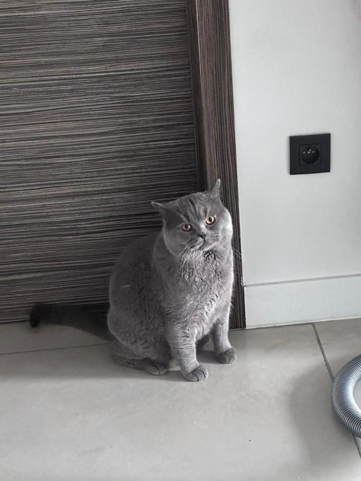 British Shorthair (à vendre), Animaux & Accessoires, Chats & Chatons | Chats de race | Poil ras, Chat, 3 à 5 ans, Avec puce électronique