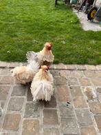 Gratis hanen, Dieren en Toebehoren, Pluimvee