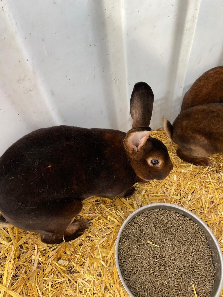 Nestje rex konijnen, Dieren en Toebehoren, Konijnen, Meerdere dieren, Middelgroot, 0 tot 2 jaar