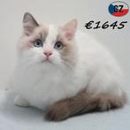 Ragdoll mâle, chaton à vendre, Chat, Vermifugé, 0 à 2 ans