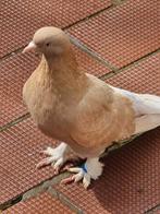 Turkse Takla duivin, Animaux & Accessoires