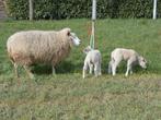 schaap met lammeren, Dieren en Toebehoren, Schapen, Geiten en Varkens, Schaap