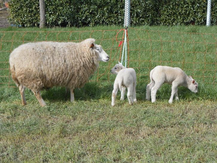 schaap met lammeren, Dieren en Toebehoren, Schapen, Geiten en Varkens, Schaap