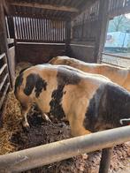 2 drachtige stamboek koeien te koop, Dieren en Toebehoren, Runderen, Vrouwelijk, 3 tot 6 jaar