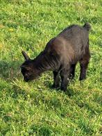Geit bokje, Dieren en Toebehoren, Mannelijk, Geit, 0 tot 2 jaar