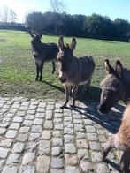 ezels, Dieren en Toebehoren, Hengst, Niet van toepassing, 0 tot 2 jaar