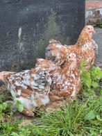 Cochin kriel hennetjes te koop, Dieren en Toebehoren, Pluimvee