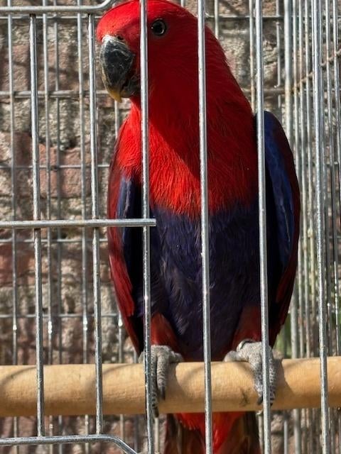 Edelpapegaai, Dieren en Toebehoren, Vrouwelijk, Papegaai, Geringd