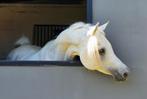 Saillies disponibles étalon pur-sang arabe égyptien, Animaux & Accessoires, Chevaux, 11 ans ou plus, Moins de 160 cm, Avec pedigree