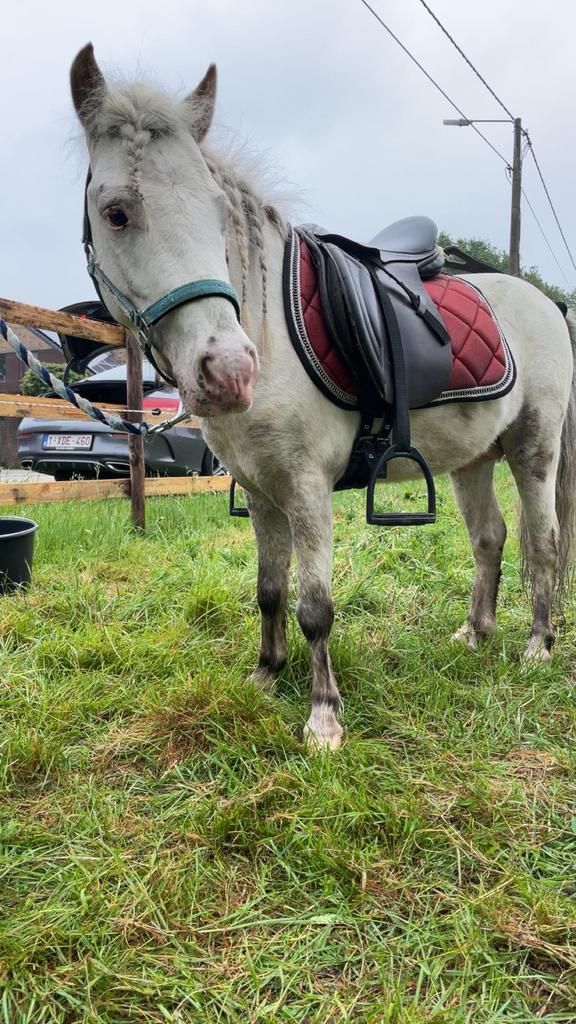 Halve stal aangeboden