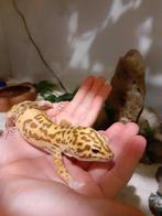 Te koop: luipaardgekko & terrarium, Dieren en Toebehoren, Ophalen of Verzenden, Gebruikt, Terrarium of Paludarium