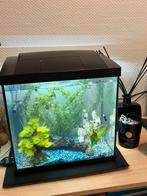 Nieuwe aquarium met 5 huppys, Dieren en Toebehoren, Vissen | Aquaria en Toebehoren, Ophalen, Zo goed als nieuw