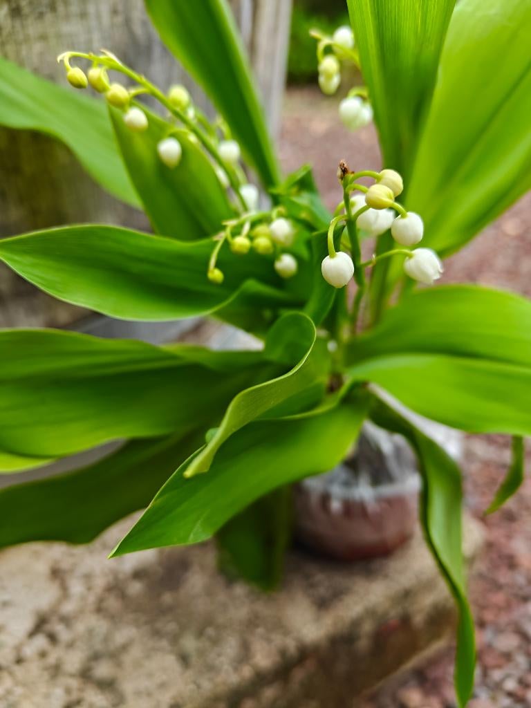 Meiklokjes, Jardin & Terrasse, Plantes | Jardin, Enlèvement ou Envoi, Printemps, Couvre-sol, Plante fixe