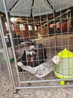 Broedeitjes Hollandse witkuif, Dieren en Toebehoren, Pluimvee, Geslacht onbekend, Kip