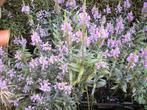 Physostegia 'Bouquet roze' of scharnierplant, Tuin en Terras, Planten | Tuinplanten, Vaste plant, Halfschaduw, Zomer, Ophalen