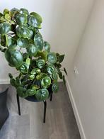 Pannenkoek plant te koop staan verschillende scheuten aan, Ophalen, Zo goed als nieuw