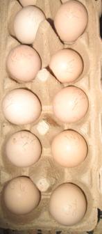 wyandotte broedeieren, Dieren en Toebehoren, Meerdere dieren, Kip