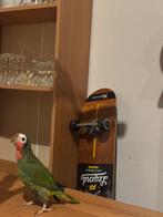 Amazone cuba man half tam, Dieren en Toebehoren, Tam