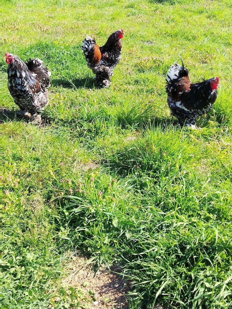 Brahma hanen porselein, Mâle, Poule ou poulet