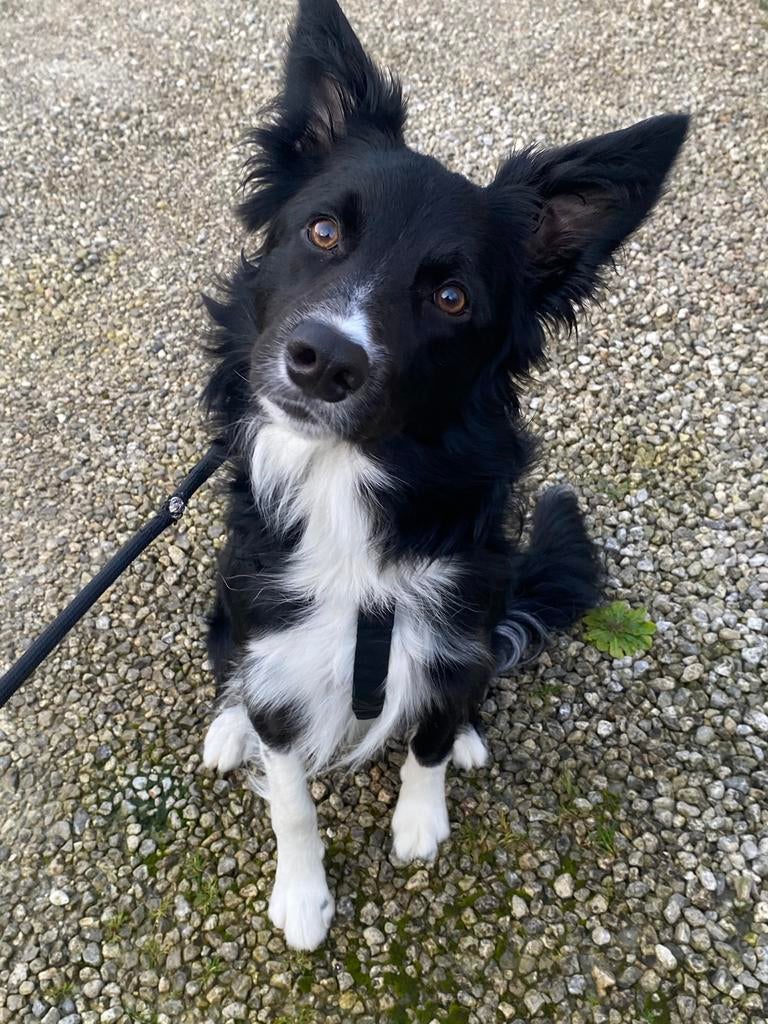 Border collie reu net geen 3 jaar, België, Particulier, Reu, Parvo
