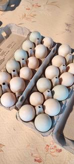 broedeieren eenden, Dieren en Toebehoren, Geslacht onbekend, Eend