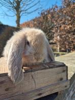 Franse hangoor rammen fawn bont en effen mignon, Mâle, Grand, Oreilles tombantes, 0 à 2 ans