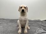 Labrador Retriever pups, Dieren en Toebehoren, België, 8 tot 15 weken, Labrador retriever, Parvo