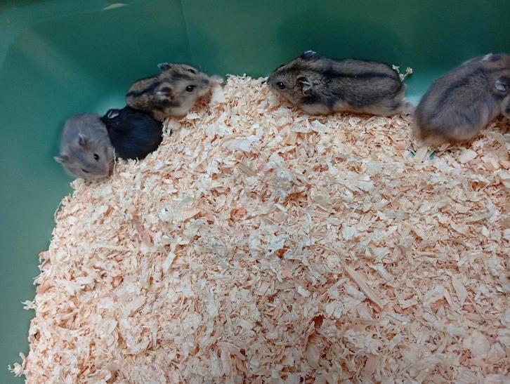 nestje dwerghamster prijs 6 euro stuk, Animaux & Accessoires, Rongeurs, Plusieurs animaux, Hamster, Mars, Domestique