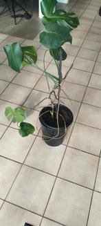 Monstera plant, Tuin en Terras, Ophalen