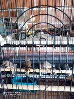 Zebravinken, Meerdere dieren