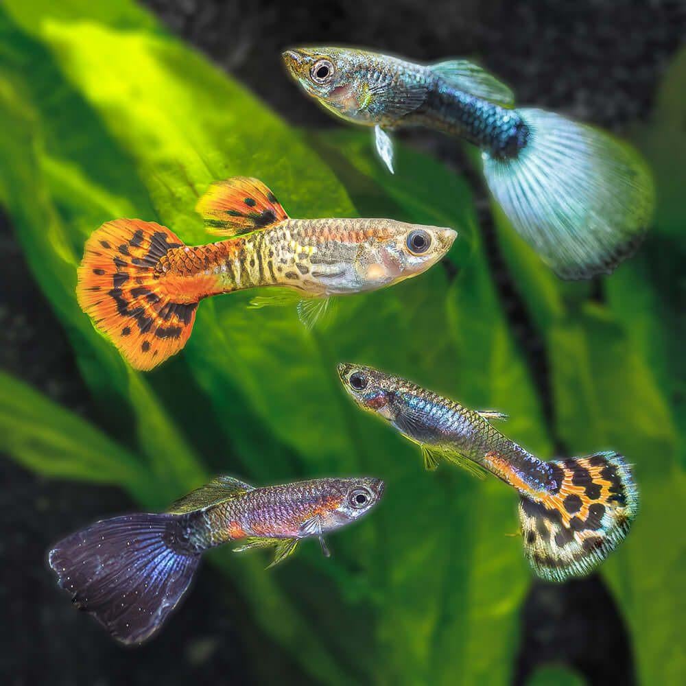 Veel jonge guppies te koop, Dieren en Toebehoren, Vis, Zoetwatervis