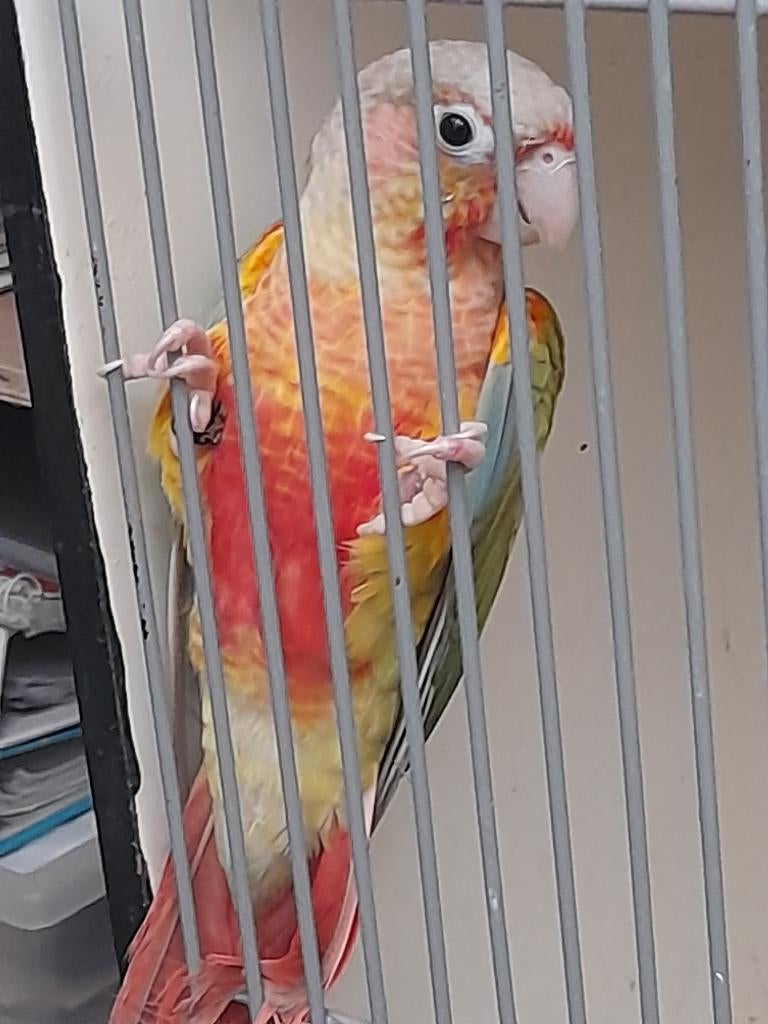 Pyrrhura pine.apple/blauw/dilute man, Mâle, Bagué