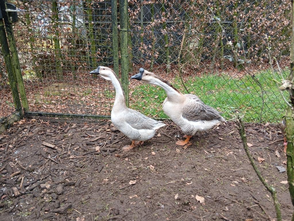 Knobbelganzen blauw lavendel, Dieren en Toebehoren, Pluimvee