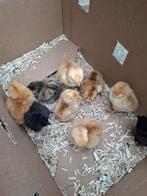 Kuikentjes!  - omgeving Tienen, Dieren en Toebehoren, Pluimvee