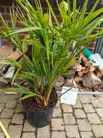 Palmier trachycarpus, Tuin en Terras, Ophalen