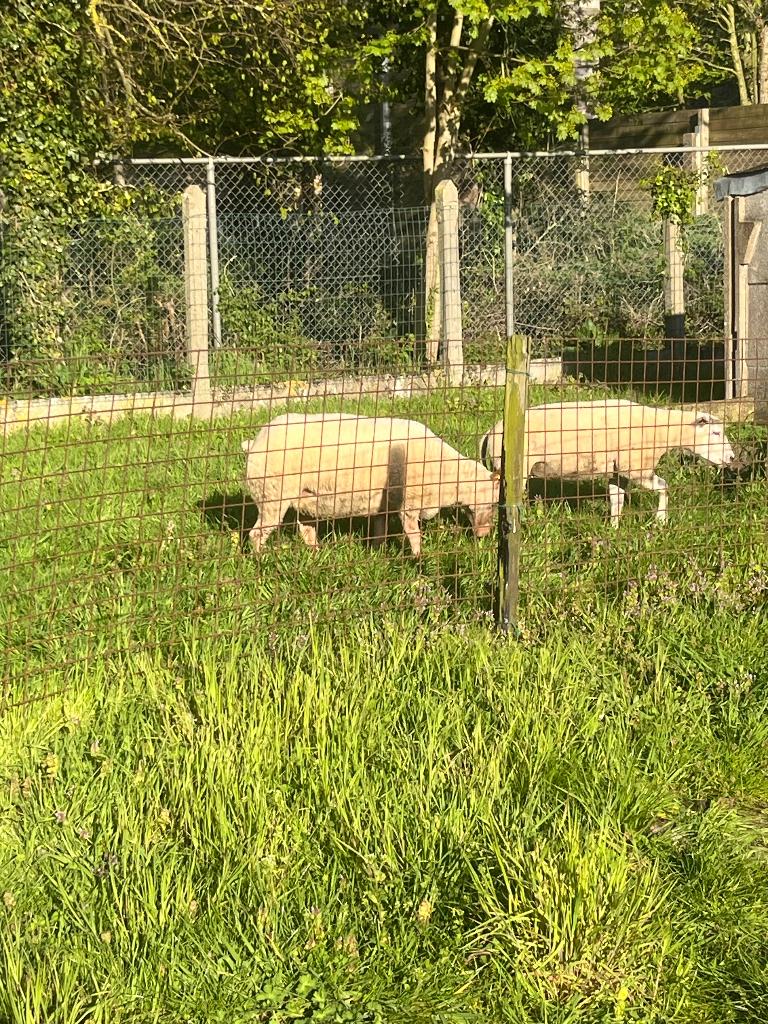 Rouge de l’ouest, Femelle, Mouton, 0 à 2 ans
