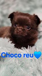 Prachtige  langharige chihuahua pups, 8 à 15 semaines, Plusieurs, Éleveur | Loisir, Chihuahua