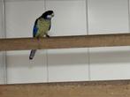 1-0 Brown Rosella, Dieren en Toebehoren, Mannelijk, Parkiet, Geringd