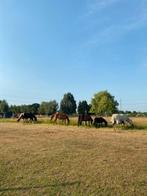 Plaats vrij in paddock paradise in Kontich, Dieren en Toebehoren, Weidegang, 2 of 3 paarden of pony's