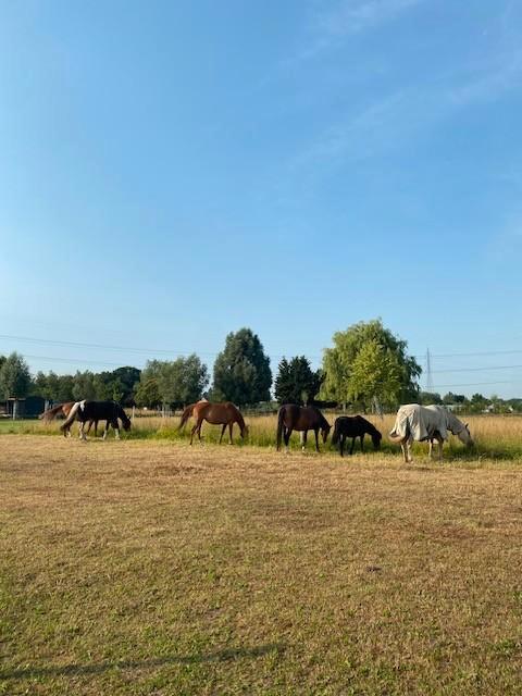 Plaats vrij in paddock paradise in Kontich, Animaux & Accessoires, Box & Pâturages, Mise à l'étable, Pâturage, 2 ou 3 chevaux ou poneys
