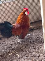 Java kriel haan 2025, Dieren en Toebehoren, Pluimvee