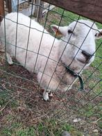 1 jarige schapen ram easy-care, Dieren en Toebehoren, Mannelijk, Schaap, 0 tot 2 jaar