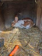 Géant de flandre X papillons francais, Femelle