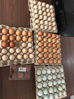 Broedeieren, Dieren en Toebehoren, Pluimvee